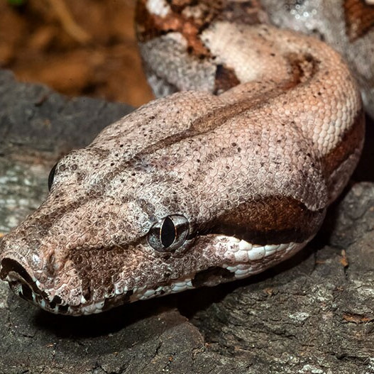 Les habitants d'Olembé capturent et mangent un serpent boa de 2m, un totem prisé