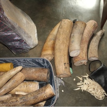 La MINUSCA impliquée dans une nouvelle affaire de contrebande d'ivoire
