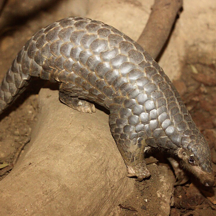 Une Camerounaise arrêtée en France avec 11 pangolins morts : Trafic d’espèces protégées