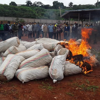 Fight against drugs in Cameroon: 62 bags of cannabis destroyed.