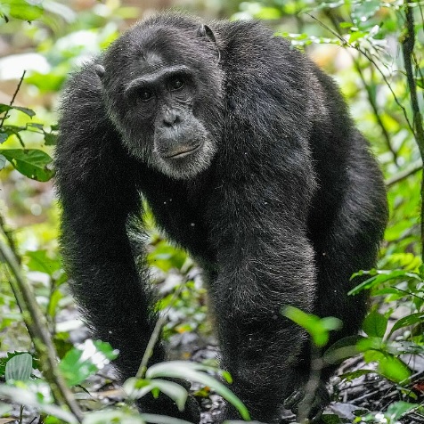 Un groupe de chimpanzés attaque un jeune homme dans l'arrondissement de NDOM