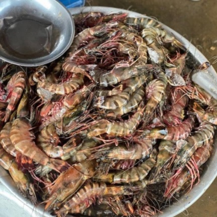 Filière crevettes: Le Cameroun présente son expertise au Forum Blue Food en Tanzanie