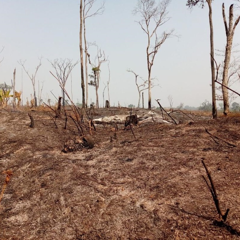 Déforestation à Ngambè-Tikar:Comment combiner agriculture rentable et développement durable