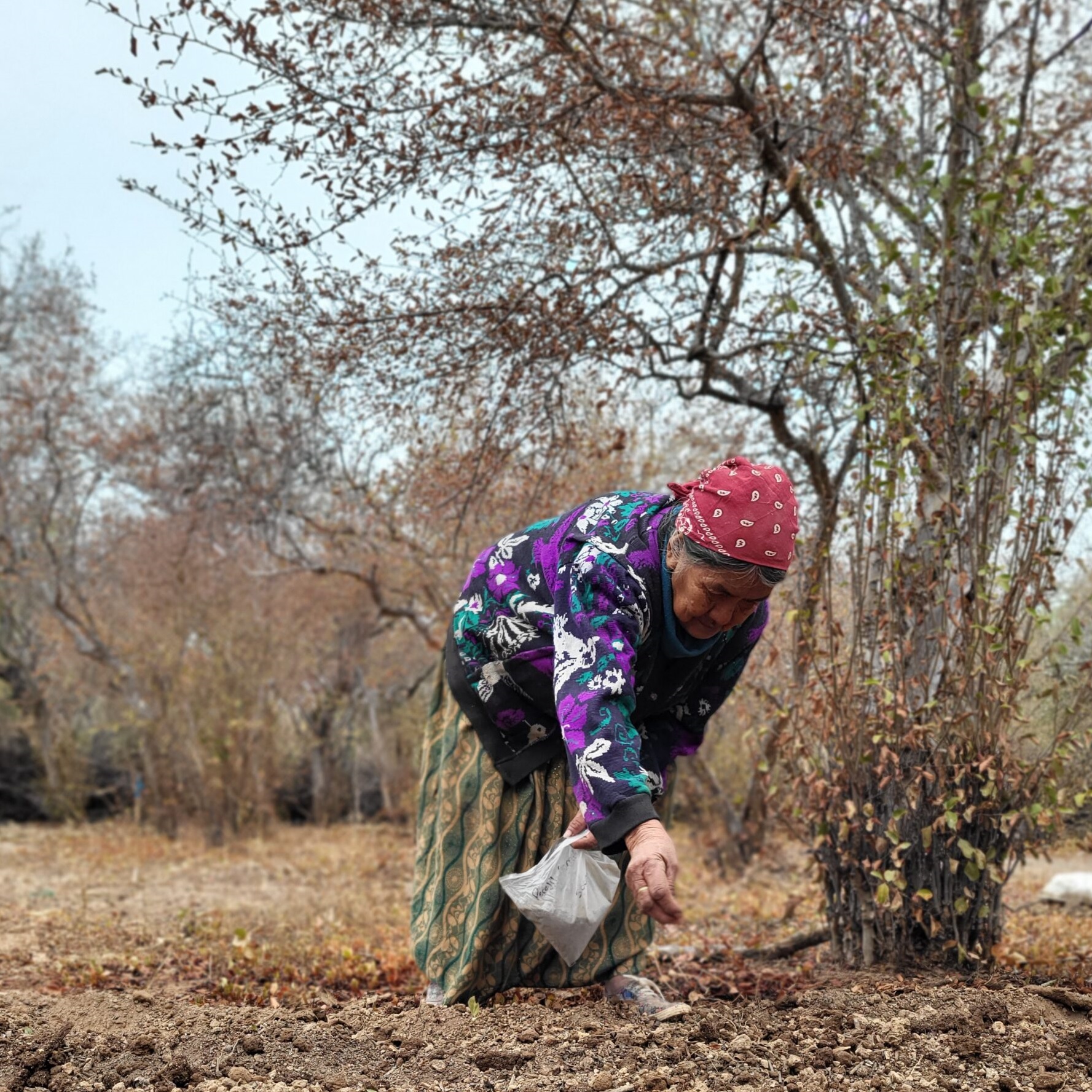 Déforestation sauvage: Menace sur le rendement des producteurs de maïs à Ngambe-Tikar