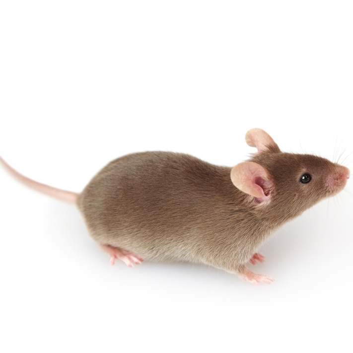 Douala : Une commerçante soupçonnée d'utiliser des souris voleuses d'argent chez ses voisins