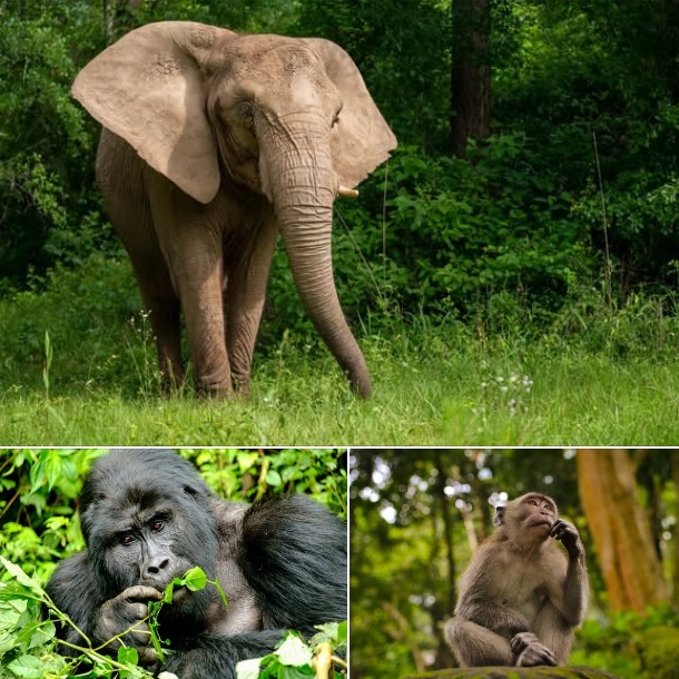 Stabilité des éléphants, gorilles et singes à Nki et Boumba Bek au Cameroun.